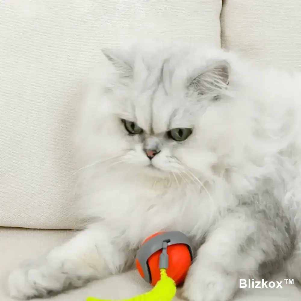 Bored Cat? Not Anymore. Blizkox™ Changes Everything.
