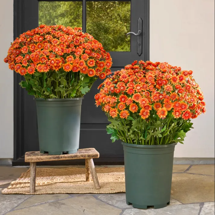 🏆Flash Sale⚡Artificial Outdoor Sunset Mums Flowers 🌻- UV resistant, Waterproof, Windproof 💧
