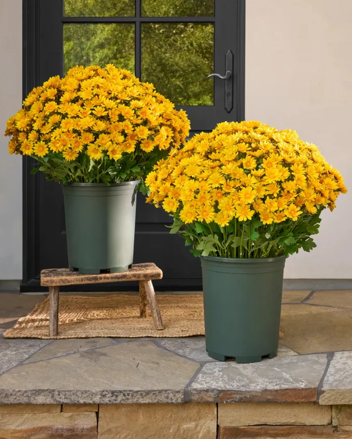 🏆Flash Sale⚡Artificial Outdoor Sunset Mums Flowers 🌻- UV resistant, Waterproof, Windproof 💧