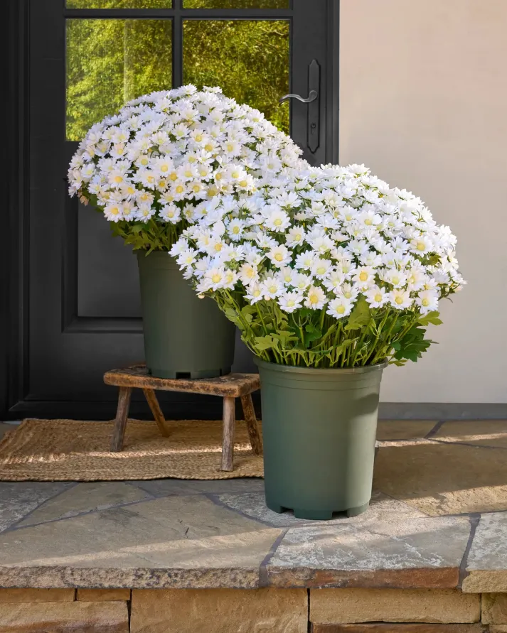 🏆Flash Sale⚡Artificial Outdoor Sunset Mums Flowers 🌻- UV resistant, Waterproof, Windproof 💧