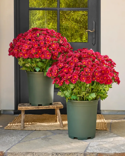 🏆Flash Sale⚡Artificial Outdoor Sunset Mums Flowers 🌻- UV resistant, Waterproof, Windproof 💧