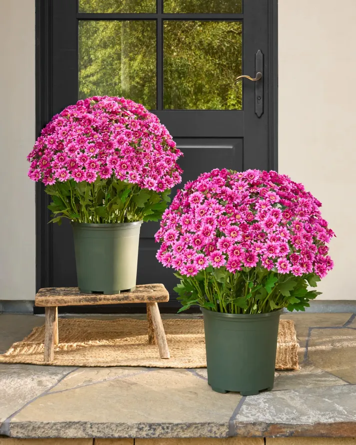 🏆Flash Sale⚡Artificial Outdoor Sunset Mums Flowers 🌻- UV resistant, Waterproof, Windproof 💧