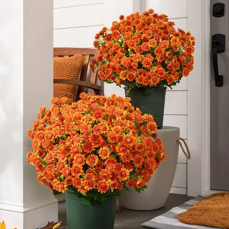 🏆Flash Sale⚡Artificial Outdoor Sunset Mums Flowers 🌻- UV resistant, Waterproof, Windproof 💧