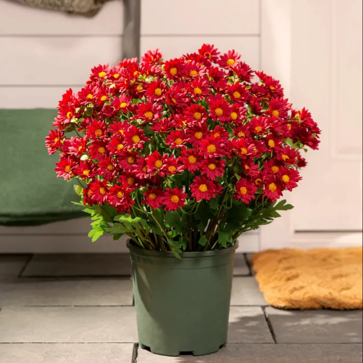 🏆Flash Sale⚡Artificial Outdoor Sunset Mums Flowers 🌻- UV resistant, Waterproof, Windproof 💧