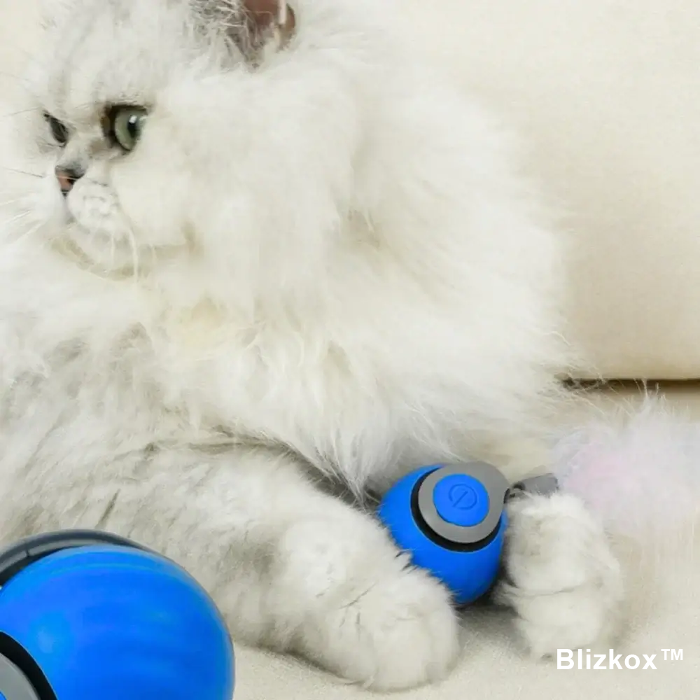Bored Cat? Not Anymore. Blizkox™ Changes Everything.