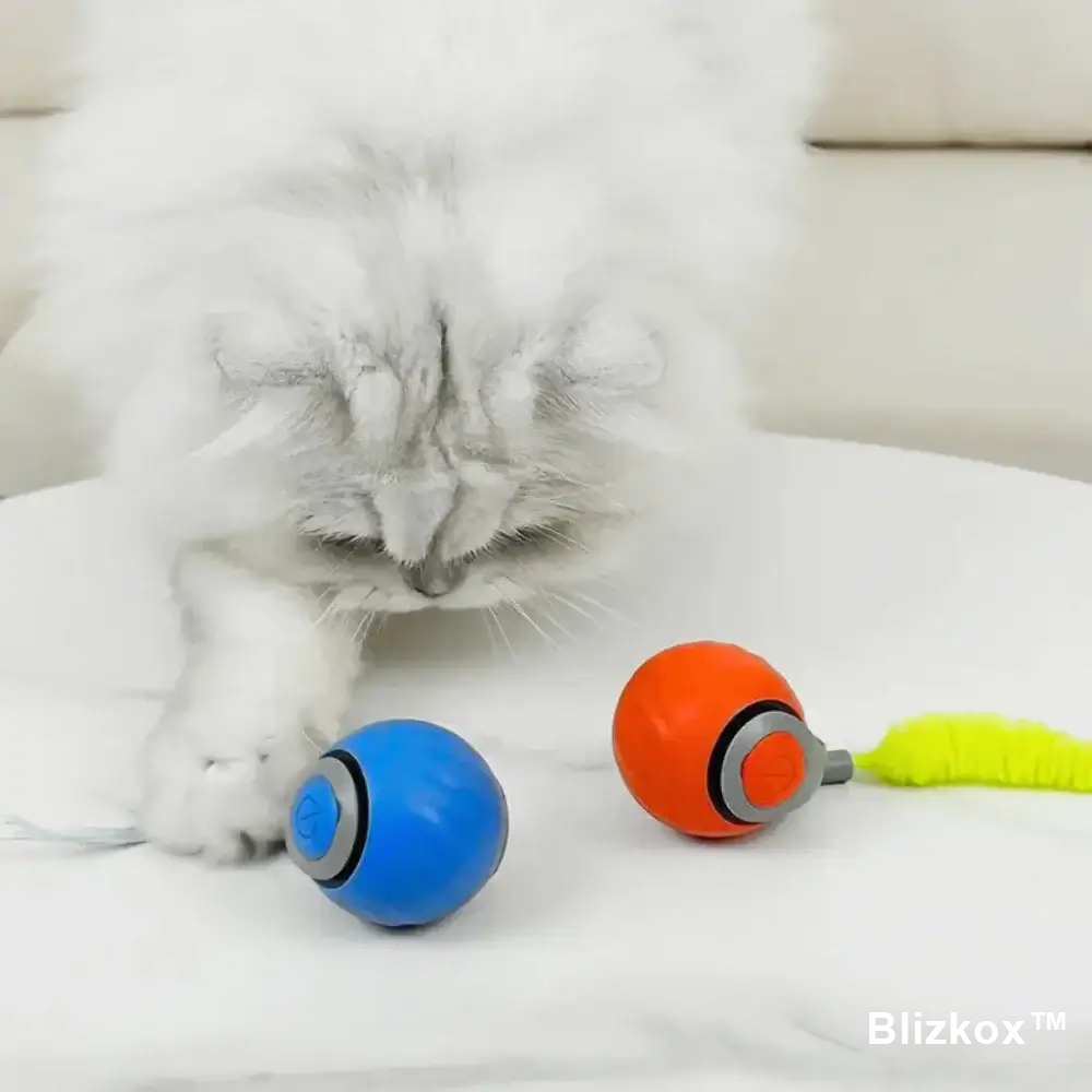 Bored Cat? Not Anymore. Blizkox™ Changes Everything.