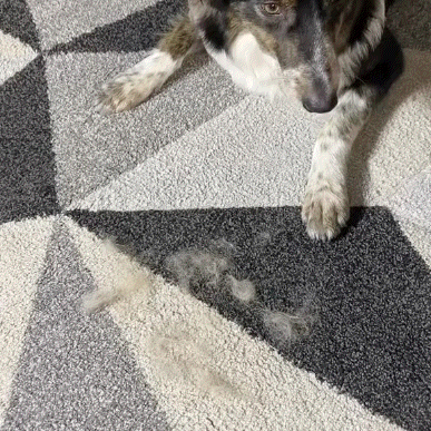 🐾Pet Hair Removal Gloves – Remove Fur in Seconds for a Cleaner Home✨